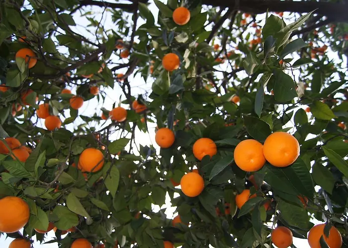 Metropol 23 旅馆 地拉那